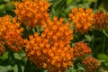 Butterfly Weed Ã¢â¬â Asclepias tuberosa